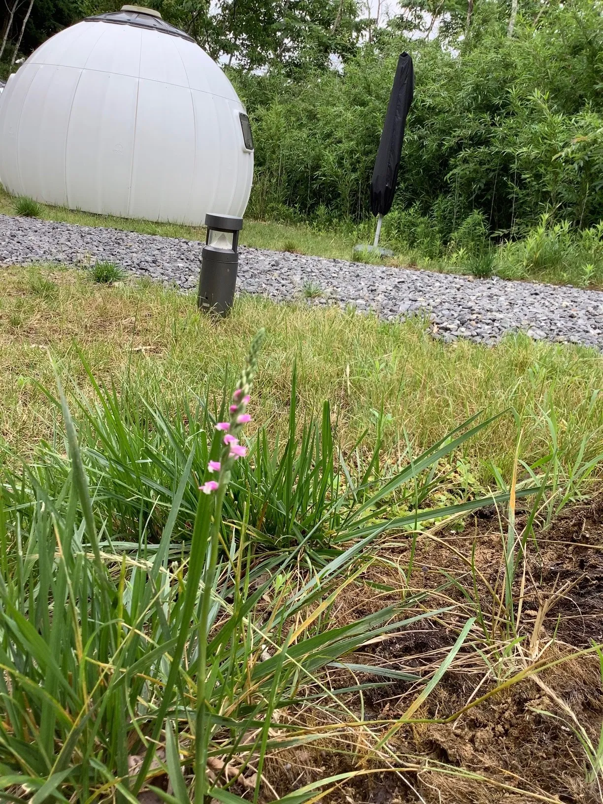 雑草という名の植物はない！