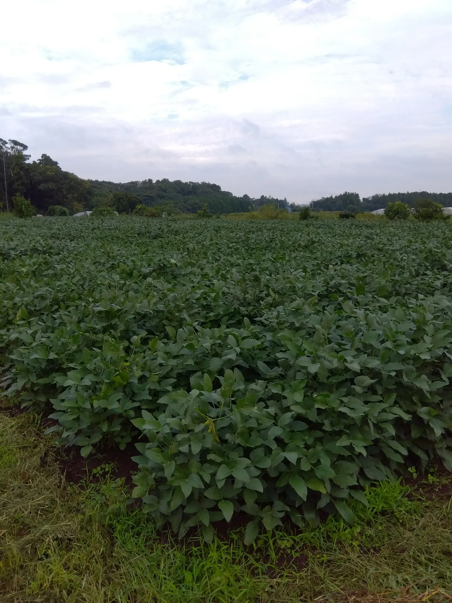 緊急告知！（秋の枝豆祭り）